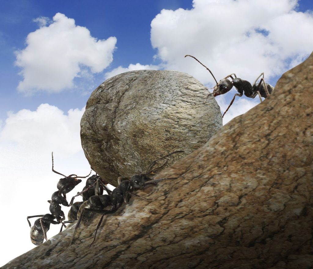 Ants